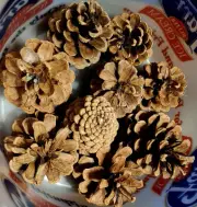 20-30 PINECONES~sm-medium~type, shape may vary~Ice cream pail full~ Crafts~decor