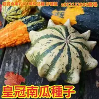 在飛比找蝦皮購物優惠-🌱綠怡源🔥皇冠南瓜種子🪴爆款🔥新品觀果玩具南瓜飛碟瓜爬藤蔓生