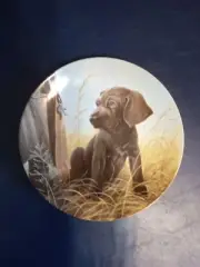Knowles Fine China Command Performance~The Weimaraner