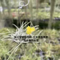 在飛比找蝦皮購物優惠-空氣鳳梨 克洛卡塔原生種【香花】Tillandsia cro