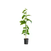 125mm Grafted Panama Red Passionfruit - Passiflora edulius