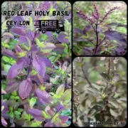 30g Herbal Tea Red Basil Holy Tulsi Organic/Krishna/Herb Garden Fresh Heirloom