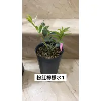 在飛比找蝦皮購物優惠-藍莓扦插苗 粉紅檸檬水（3.5吋深盆）兔眼