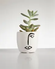 Succulent “Pachyphytum” in Face Pot (60mm)