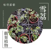 在飛比找蝦皮購物優惠-植得｜雪荔｜斑葉薜荔｜觀葉植物