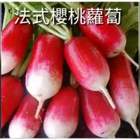 在飛比找蝦皮購物優惠-法式櫻桃蘿蔔種子300粒$50