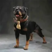 Mr.Z Studio 1:6 Rottweiler Figure Cute Police Pet Dog Animal Model Collector