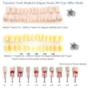 Typodont Teeth Modle，RCT、Molar Vitro Decay Caries、Replace Kilgore Nissin 200 Typ