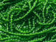 Vintage Czech Glass Seed Beads Green Transparent 1/2 Hank 11/0 BB90-348