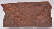 HORODYSKIA Mesoproterozoic 1.4 B.Y.O, AUSTRALIAN FOSSIL F18