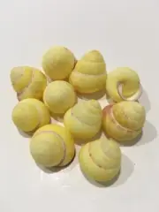 Yellow Land Snails | Lot Of 10 | Seashell Crafts | Sea Shells | Land Snails