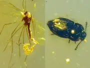 Mosquito emergency spawning burmite Cretaceous Amber fossil dinosaurs era