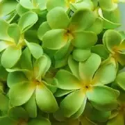 Green Frangipani string party lights - mains power - 20 bulbs