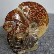472g Natural Tentacle Ammonite FossilSpecimen Shell Healing Madagascar F639