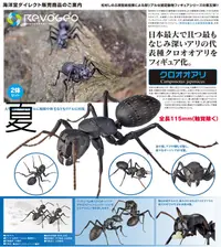 在飛比找有閑購物優惠-《夏本舖》日版 海洋堂 REVO GEO 日本弓背蟻 昆蟲 