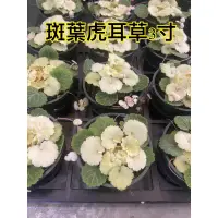 在飛比找蝦皮購物優惠-（觀葉魔人）白斑虎耳草 斑葉虎耳草 虎耳草 七變化 草 玫瑰