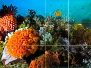 Ocean Underwater Mural Ceramic Backsplash Bath Tile #346