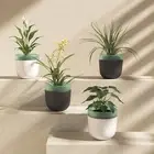 Easy and Convenient Plant Care Automatic Self Watering Pot with Water Container