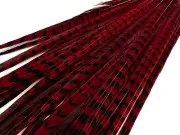 50 Pieces -18-22" Red Wine Dyed Over Natural Long Ringneck Pheasant Tail Feather