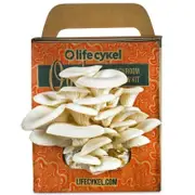[Lifecykel] Oyster Mushroom Grow Kit, 6 x Grow Kits