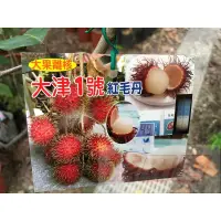 在飛比找蝦皮購物優惠-花田厝_水果果苗 大津1號紅毛丹(嫁接苗) 4吋黑軟盆高60