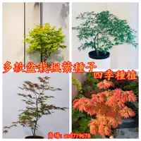 在飛比找蝦皮購物優惠-🌺【盆栽紅楓種子】四季可種 室內 紅楓 (種子) 黃金 楓 