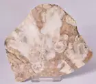 ARCHAEOCYATHA SLICE, CAMBRIAN, AJAX FORMATION, AUSTRALIA S57