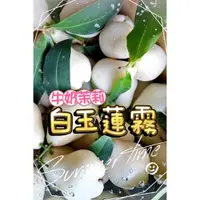 在飛比找蝦皮購物優惠-缺貨中 勿下單「牛奶白玉蓮霧」台灣現貨 24H出貨 新鮮好吃