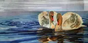 "Swan Song" Printed Needlepoint Tapestry Canvas Collection D'art 13983