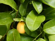 Passionfruit Water Lemon Tree - Passiflora laurifolia