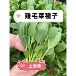 【雞毛菜種子】BRASSICA RAPA L小白菜上海青菜有機小蔬菜籽 全年播種 抗熱耐寒蔬菜種子高產量種子