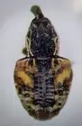 Weevil: Conotrachelus anaglypticus (Curculionidae) USA Coleoptera