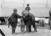 Theodore Teddy Roosevelt Circus PHOTO Baby Elephant Boy Kid Big Top Side Show