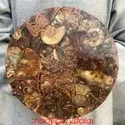 1.4LB Natural Ammonite fossil disk quartz crystal 250mm shell Plate Conch XC683