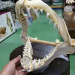 鯊魚嘴標本