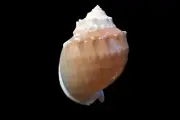 Sea shell - Echinophoria wyvillei- 87mm