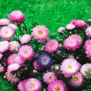 Aster - Powderpuffs Mix seeds