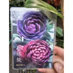 李家果苗 新品種 紫螺旋 茶花 6吋盆 紫色 中輪至大輪花 重瓣花型 高度50-60公分 單價400元