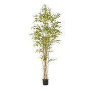 [James Lane] Bamboo Guadua Tree - 100cm x 100cm x 210cm