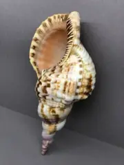 CHARONIA VARIEGATA 23 cm, Charoniidae, collectible shells, Sea shells, Brazil