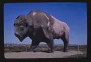 Photo:World's Largest Buffalo, Jamestown, North Dakota