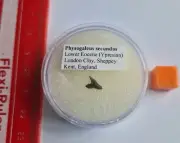 ULTRA RARE UK Shark Tooth - Physogaleus secundus- London Clay, Essex