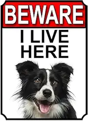 Fanzi Metal Tin Sign - Border Collie Dog Breed Gate Signs Beware I Live Here 8"X12" Garden Yard Fence
