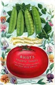 Buist 4 Peas and Tomatoes Seeds Cover Reproduction Giclee Matte Print 11x17