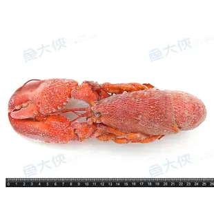 熟凍-波士頓龍蝦/螯龍蝦(350~400g/隻)-1I6B【魚大俠】SP065