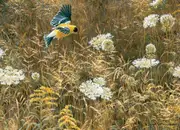 Cobble Hill - Queen Anne's Lace & Goldfinch Puzzle 500pc