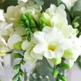 Freesia Giant Corvette