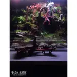 角蛙流水生態缸～～～