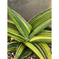 在飛比找蝦皮購物優惠-虎尾蘭Sansevieria Samurai Dwarf玫瑰