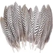 10pcs Silver Pheasant Plumage Feathers 7-10 Inches Sliver Pheasant Feather